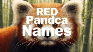 Red Panda Names