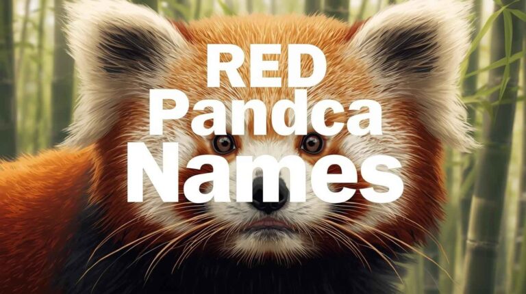 Red Panda Names